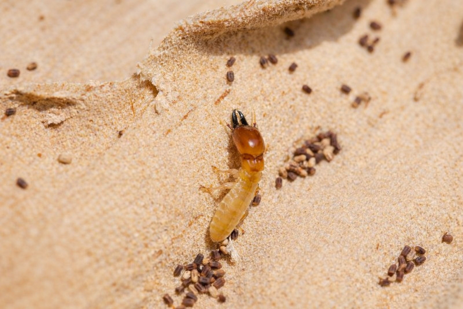 Cận cảnh con mối ăn tủ bếp